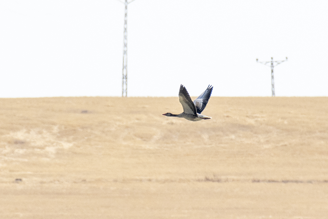 Graylag Goose